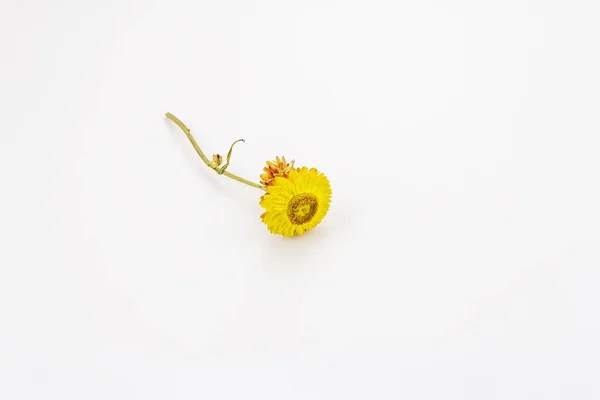 白い背景に孤立した黄金の永遠のドライフラワー。黄色のクセルクリュムブラクテアタム、乾燥した茎と葉 — ストック写真