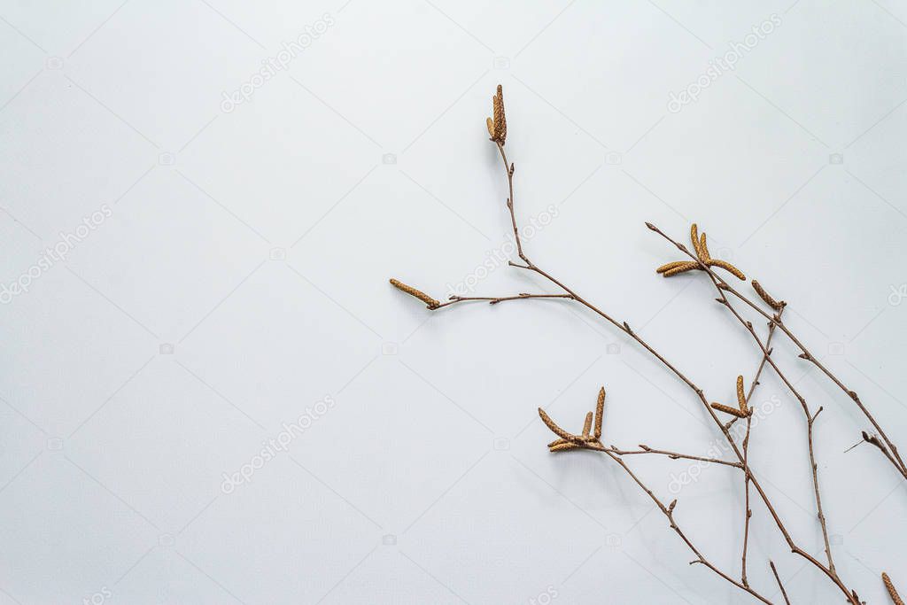 Birch branches on light blue background. Easter background. Zero Waste concept, top view, copy space
