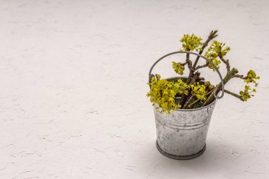 Teneke kovadaki taze çicek tomurcukları. Bahar havası konsepti, kart şablonu, duvar kağıdı, fon. Beyaz macun desenli arkaplan, kopyalama alanı