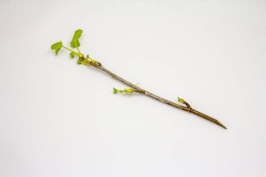 Beyaz arka planda yeşil yapraklı frenk üzümü. Bahar mevsimi konsepti, iyi ruh hali