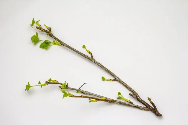 Prig Vinbär Med Gröna Blad Isolerad Vit Bakgrund Vårens Koncept — Stockfoto