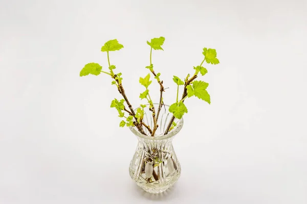 Borrifos Groselha Com Folhas Verdes Vaso Cristal Isolado Sobre Fundo — Fotografia de Stock