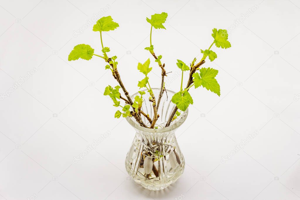 Sprigs of currant with green leaves in crystal vase isolated on white background. Springtime concept, good mood