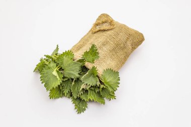 Beyaz arka planda taze yeşil ısırgan otu var. Bir torba eski kumaş, yama yap. Bahar çorbası için geleneksel malzeme.