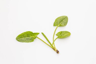 Beyaz arka planda izole edilmiş taze yeşil kuş. Bahar çorbası için geleneksel malzeme.