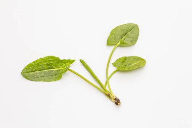 Beyaz arka planda izole edilmiş taze yeşil kuş. Bahar çorbası için geleneksel malzeme.