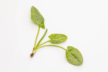 Beyaz arka planda izole edilmiş taze yeşil kuş. Bahar çorbası için geleneksel malzeme.