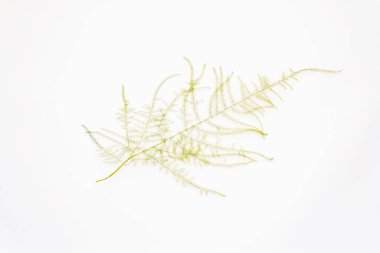 Kuşkonmaz, beyaz arka planda izole edilmiş. Dekor öğesi, ev bitkisi, tasarım, çiçekçilik