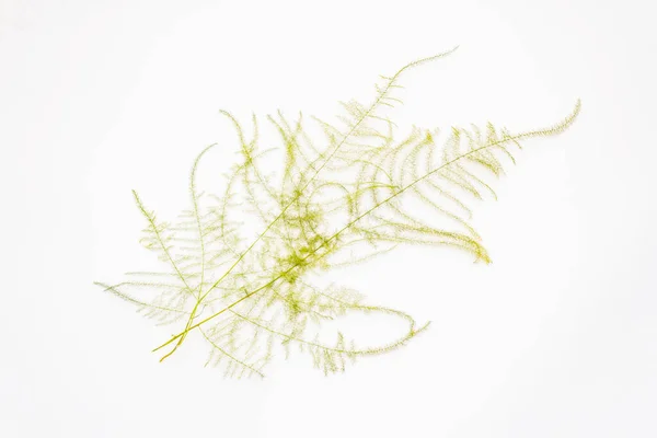 芦笋在白色背景上被隔离 装饰元素 室内植物 花卉学 — 图库照片