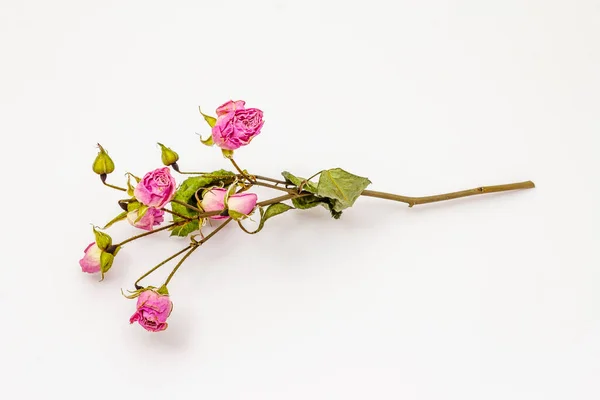 白地に乾燥したバラの花を孤立させます 芳香のある花 食品や化粧品の伝統的な成分 — ストック写真