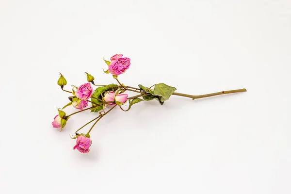 白地に乾燥したバラの花を孤立させます 芳香のある花 食品や化粧品の伝統的な成分 — ストック写真