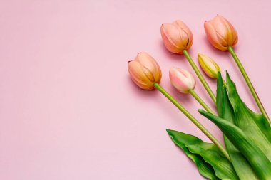 Tebrik kartı, duvar kağıdı, fon. Anneler Günün kutlu olsun, Paskalya, Sevgililer Günü ya da Düğün. Gül gibi arka planda yumuşak pembe laleler