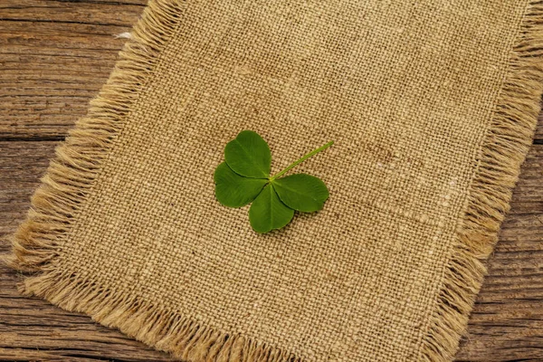 Four-leaf clover, fresh plant on sackcloth. Good luck symbol, St.Patrick\'s Day concept. Old wooden boards background