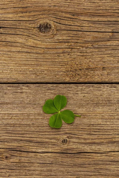 Čtyřlístkový Jetel Čerstvá Rostlina Dřevěných Prknech Hodně Štěstí Koncept Den — Stock fotografie
