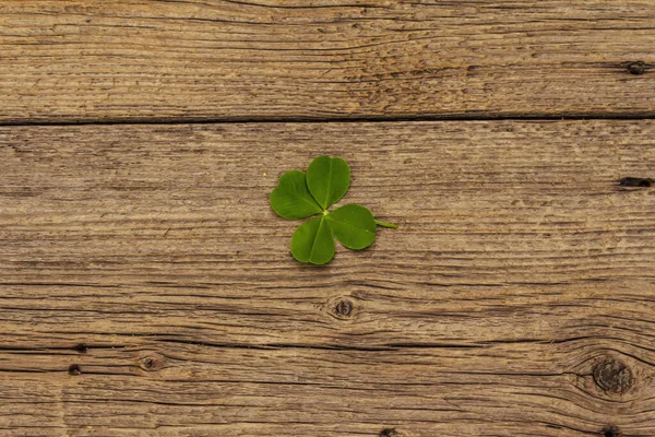 Trèfle Quatre Feuilles Plante Fraîche Sur Des Planches Bois Vintage — Photo