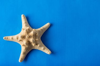 Büyük sarı deniz yıldızı mavi arkaplanda kopyalama alanı ile