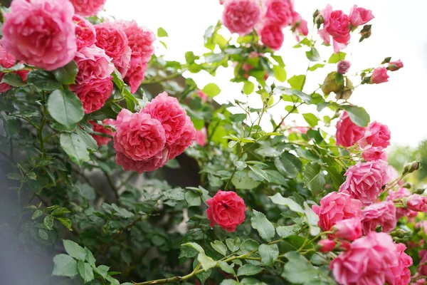 Beautiful Roses Garden Warm Summer Day — Stock Photo, Image