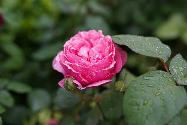 Γκρο Πλαν Ροζ Τριαντάφυλλο Στον Καταπράσινο Κήπο Απαλή Εστίαση — Φωτογραφία Αρχείου