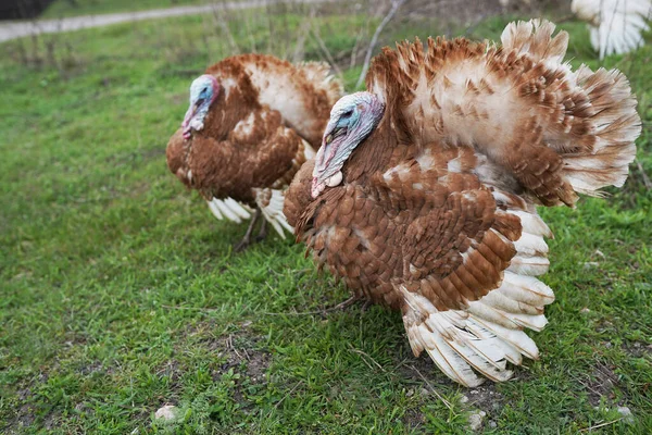 Turkey bird farming.Turkey organic home farm, big fat turkey in the farm yard with purebred.farming in countryside