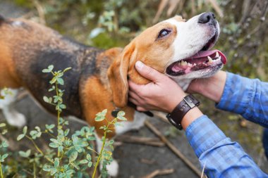 Sahibinin elleri dışarıdaki yeşil çimlerde oynarken av köpeğini okşar.