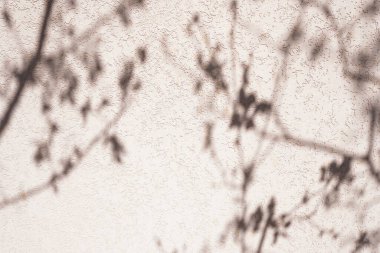 Ağaç pembe duvarda gölge bırakıyor. Doğa soyut arkaplan