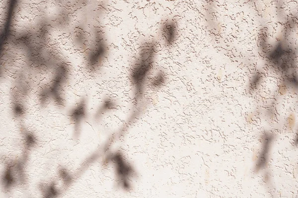 Tree leaves shadow on wall background, Abstract Background Cement Wall Shadow Light Concept