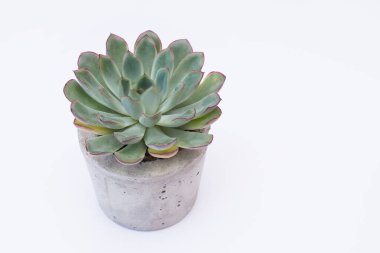 Dekorasyon için yeşil ev bitkisi beyaz üzerinde bir kopya alanı ile izole