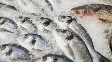 Donmuş balık. Pazarda taze balık satılıyor. Süpermarkette deniz ürünleri. arkaplanı kaydet .