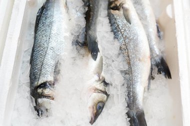 Donmuş balıklar buz içinde markette tezgahın üstünde .