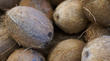 Hindistan cevizi deseni. Organik çiftlikte. Bir sürü ya da bir sürü taze hindistan cevizi. .