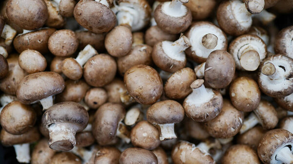 mushrooms full frame . Fresh chestnut mushrooms in market. store background .