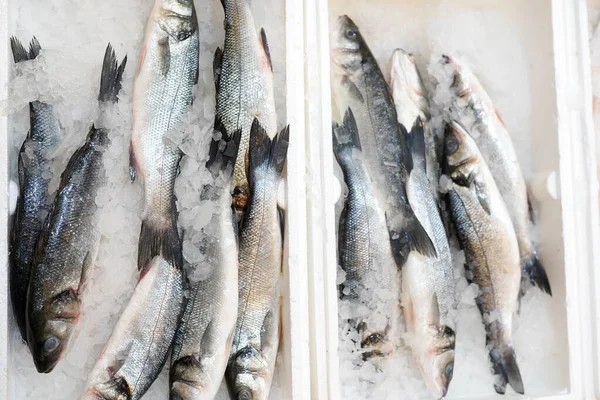 frozen fish in white containers in supermarket