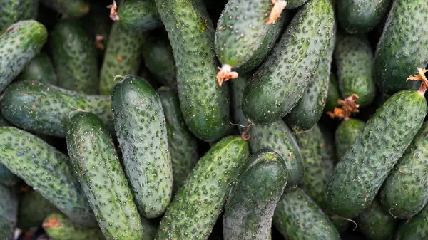 Los Pepinos Como Textura Fondo Alimenticio Verduras Orgánicas Frescas — Foto de Stock