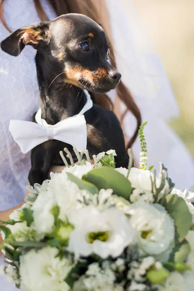 Divertido Chihuahua Witn Weddig Bouquet Sunny Día — Foto de Stock