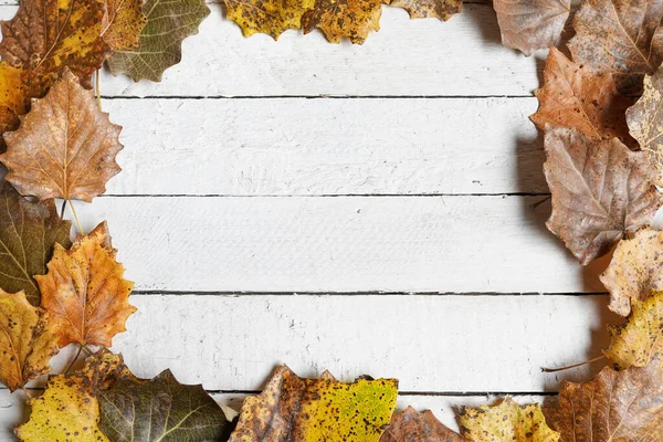 autumn frame, white wooden background with copy space, colorful leaves