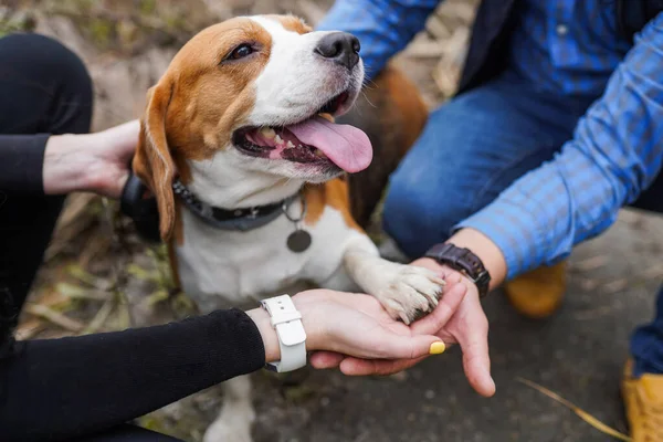 İnsan ve köpek arasındaki dostluk - el sıkışma ve pençe