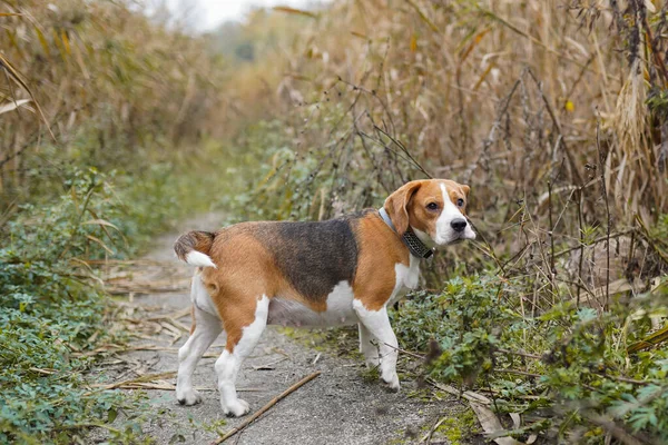 Der Beagle Steht Gras Hunderasse Auf Dem Spaziergang Park — Stockfoto