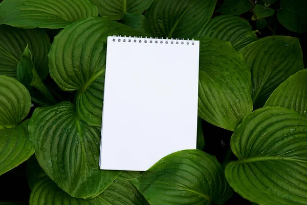 Blank spiral notepad on green nature background, space for text