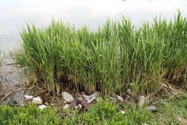 Çevre kirliliği biyolojik olarak çözülemeyen yaşam israfı