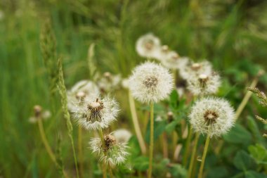 karahindiba renk ve sığ odak yakın çekim
