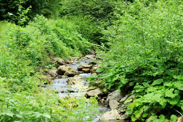 Горная Река Между Зеленой Растительностью — стоковое фото