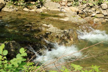 Güneşli bir yaz gününde küçük bir dağ deresi.