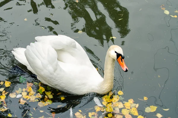 Beautiful white Swan in autumn lake.