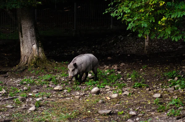 Wild boars visiting.wild boar in the zoo — Stok fotoğraf