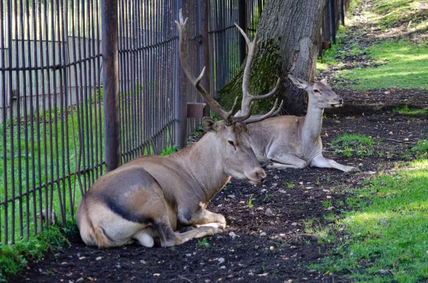 a pair of red deer lie in a zoo
