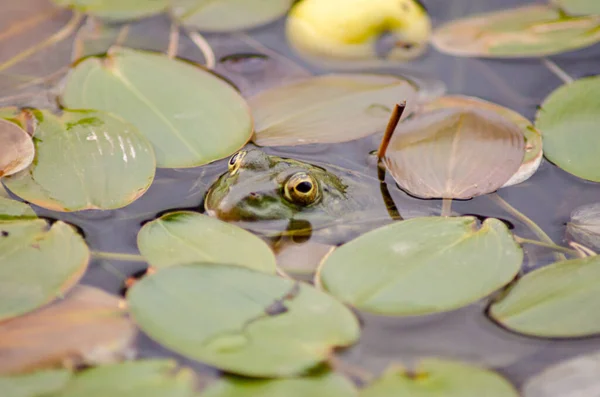 Frog hiding among lily pads in North Point State Park, Maryland.