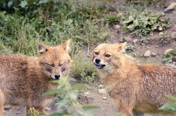 The golden jackal (Canis aureus), also known as the Eurasian golden jackal, common jackal, Asiatic jackal or reed wolf