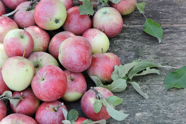 Las Manzanas Frescas Jugosas Rosadas Sobre Superficie Madera Cosecha Manzana — Foto de Stock