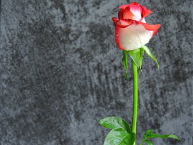 Gri arka planda kırmızı beyaz güller. Boşluğu kopyala. 