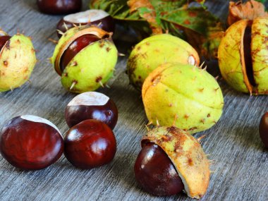 Kestane. Kestanenin sonbahar yaprakları. Ekim 'de kestane.